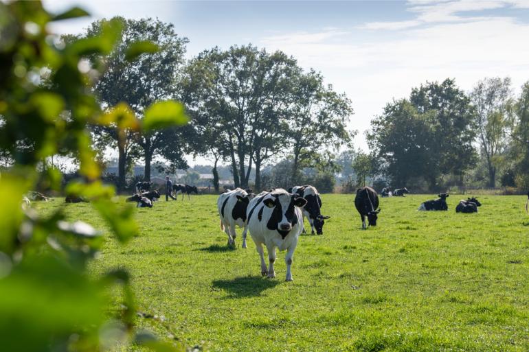 Het bedrijf van de familie Arink is volledig zelfvoorzienend voor zowel ruwvoer als krachtvoer