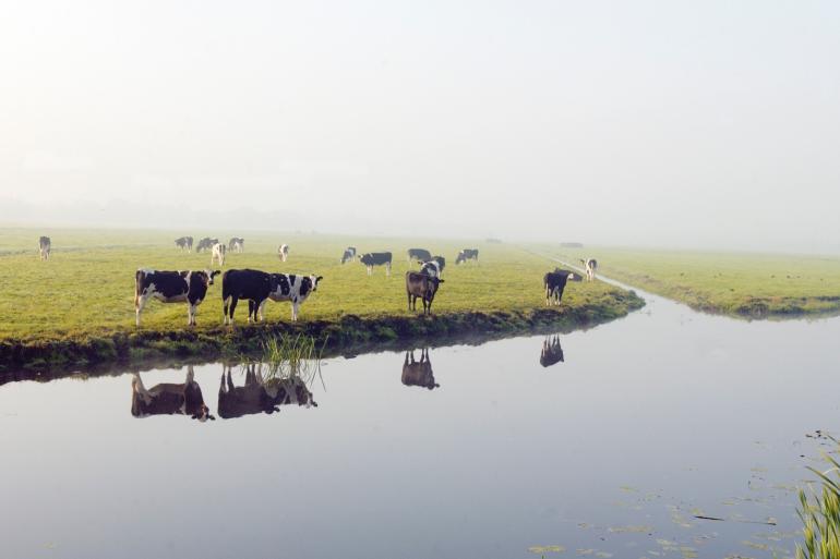 Een belangrijk aspect bij de draagkracht van hoogwaterpercelen is de zodedichtheid