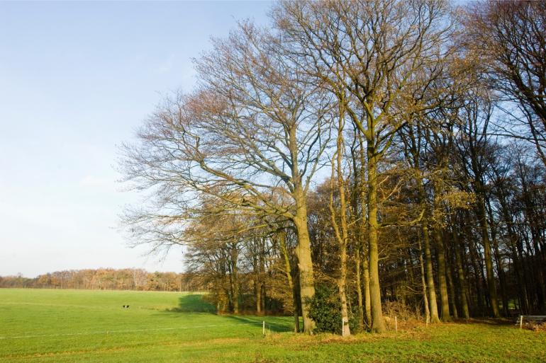 bomen