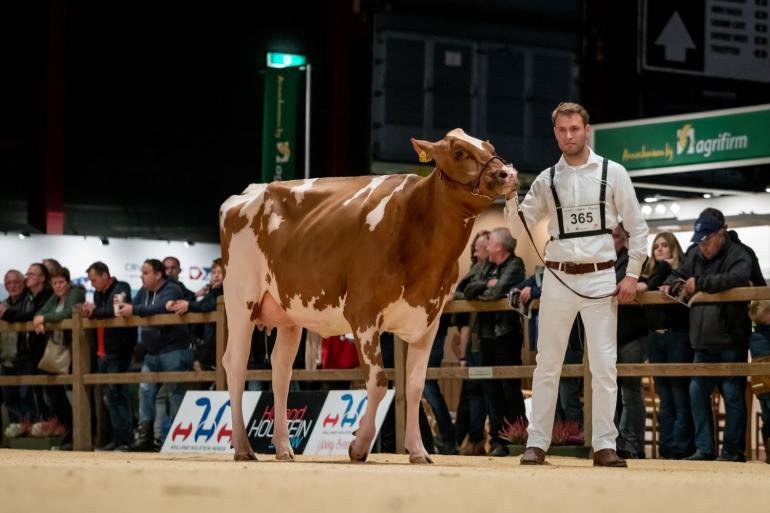 P.M. Elza 241 (v. Evert) van familie Pinkert won de vaarzentitel roodbont op de HHH-show