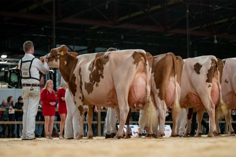 Heerenbrink Truus 4 (v. Big Apple) is de tweede roodbontkoe deze eeuw met 94 punten