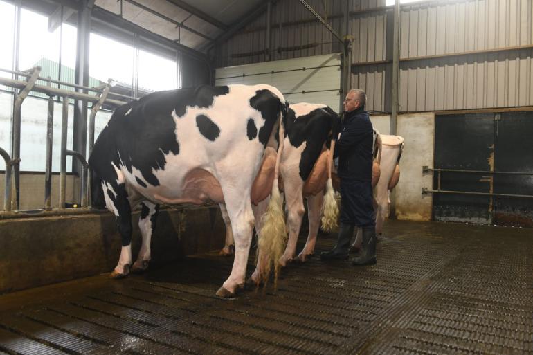 De levensproductie van de dieren die met een score van 82 tot 89 punten ingeschreven waren lag bijna 6000 kg hoger dan vaarzen die met maximaal 76 punten waren ingeschreven