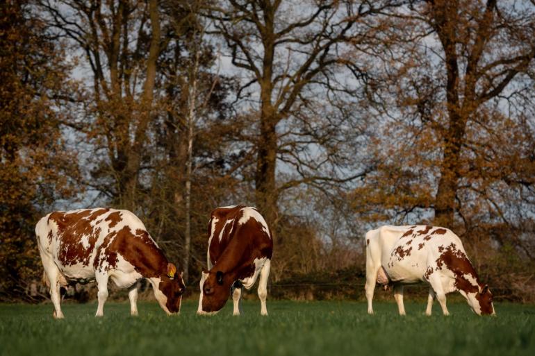 In totaal 17,1 procent van de eerste inseminaties kwam in het ki-jaar 2021-2022 op naam van roodbontstieren
