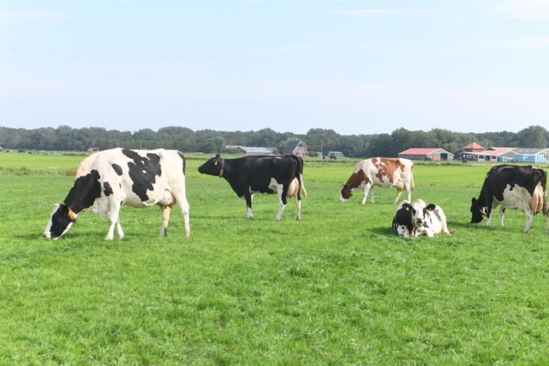 In 2022 deden bijna evenveel melkveebedrijven aan weidegang als in 2021