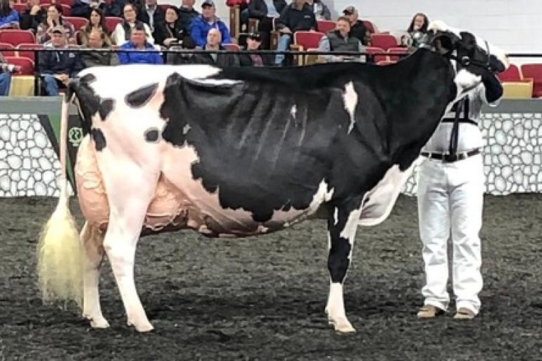 Madisonkampioene Oakfield Solomon Footloose was een van de elf prijswinnende Solomondochters afgelopen jaar (foto: René de Wit)