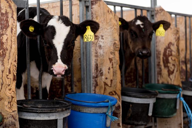 Holsteins waren met 87 procent afgelopen jaar het best vertegenwoordigd bij de DNA-analyses