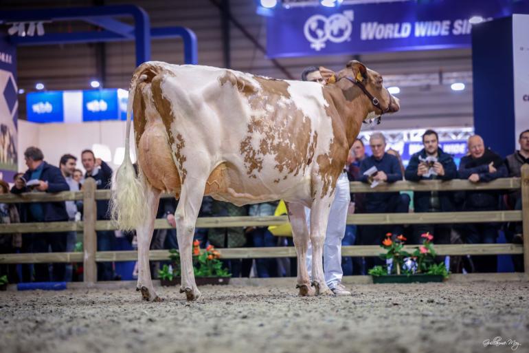 Vicktoria van 't Blauwe Wiel was de sterkste roodbonte in Gent (foto: Guillaume Moy)