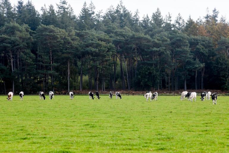 Aanpassingen van de richtijnen van natuurgebieden kan grote gevolgen hebben voor bedrijfsvoering van veebedrijven