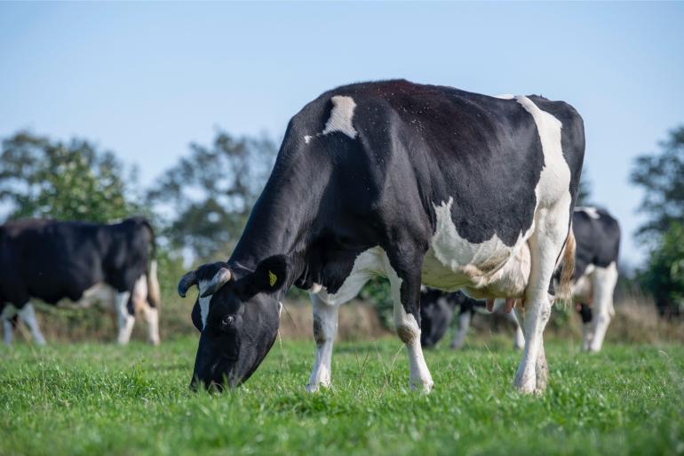 De bd-boeren van EkoHolland ontvangen vanaf nu een vaste meerprijs van vijf euro bovenop de biomelkprijs van de coöperatie.