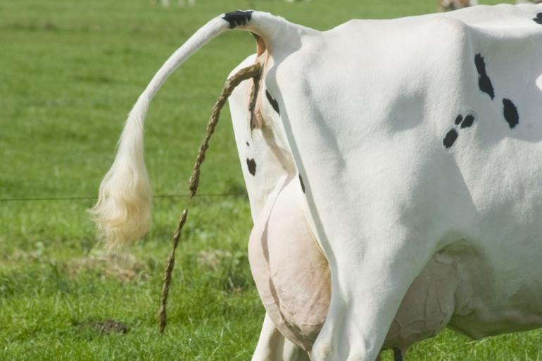 Ook andere sectoren in de veehouderij bleven onder het stikstof- en fosfaatplafond