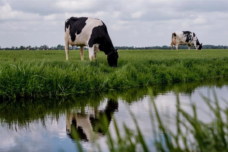 Een rantsoen met meer natuurgras vraagt om aangepaste koeien
