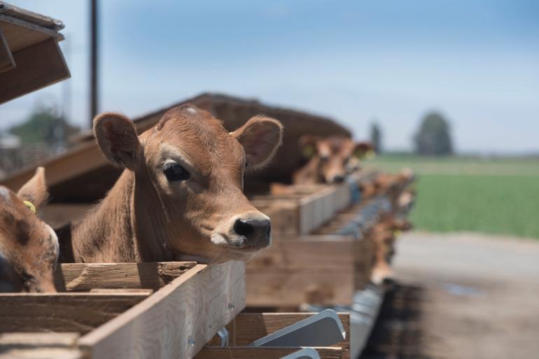 Het zijn onder meer jersey (stier)kalveren waarvoor nauwelijks een markt is in Nieuw Zeeland