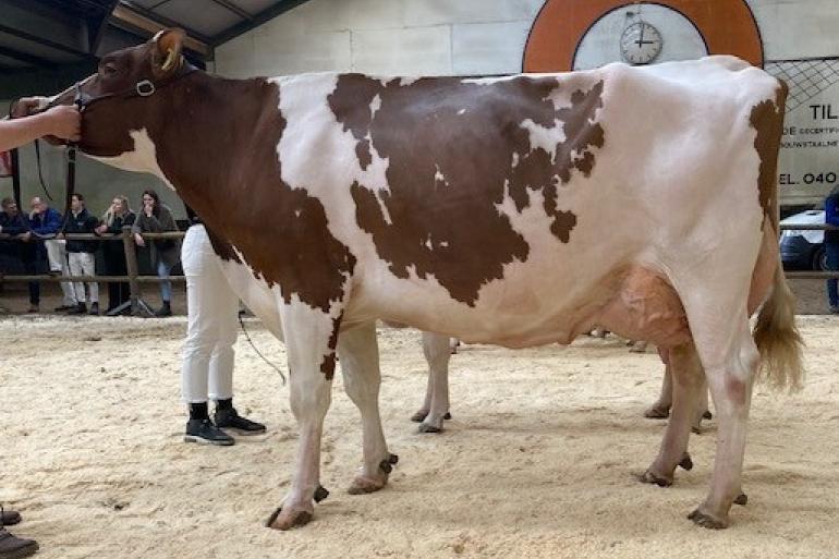 Glinzer Beatrix 91 (v. Jotan), algemeen kampioene roodbont