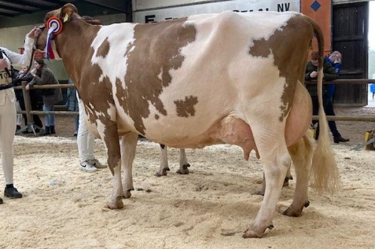 Tienmorgen Liza 401 (v. Darwin), kampioene roodbont oud