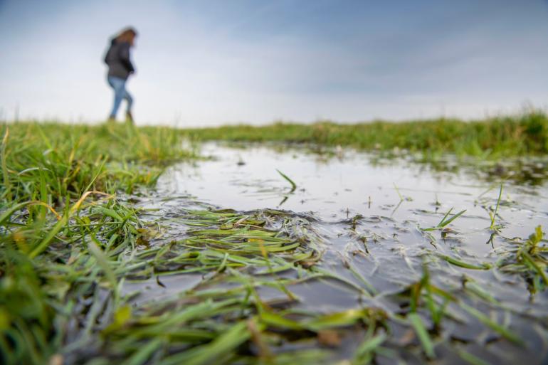 Pas bij een grondwaterstand van 20 centimeter onder het maaiveld wordt de bodem te nat voor het behoud van de functie landbouw (foto: Mark Pasveer)