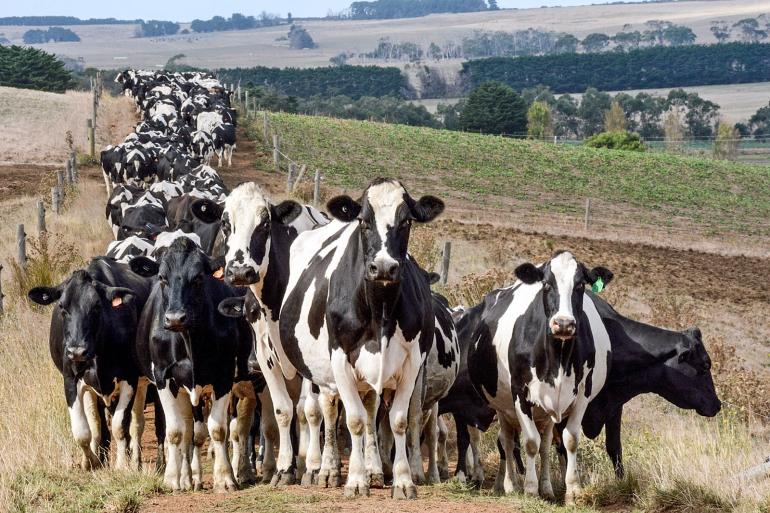 Genetics Australia is naar eigen zeggen de grootste ki-organisatie van Australië