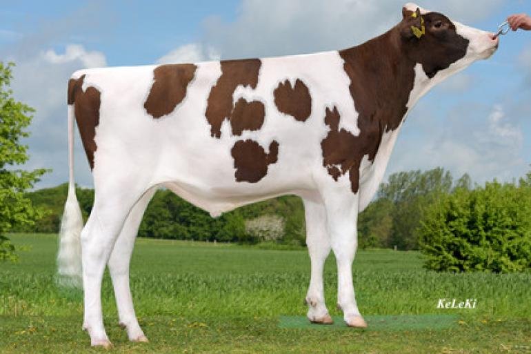 Snickers P is net als zijn volle broer Solitair P een zoon van Caudumer Lol 371