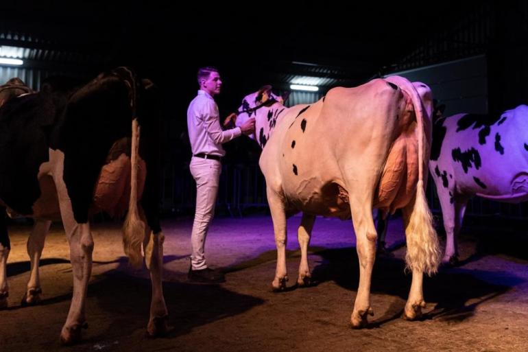 Vliek Française 64 (v. Artist) van Vliek Holsteins won de vaarzentitel in Ermelo