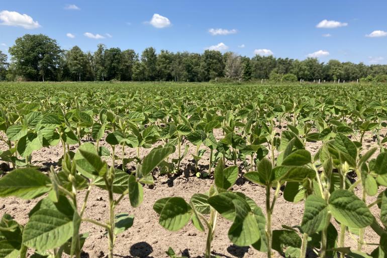 Jonge sojaplanten in Nederland (foto: FrieslandCampina)