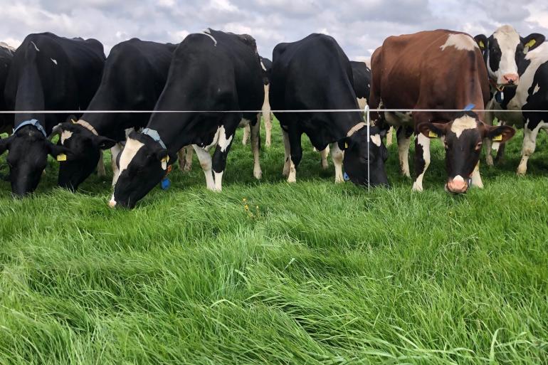 Het lange gras weiden achter een draadje