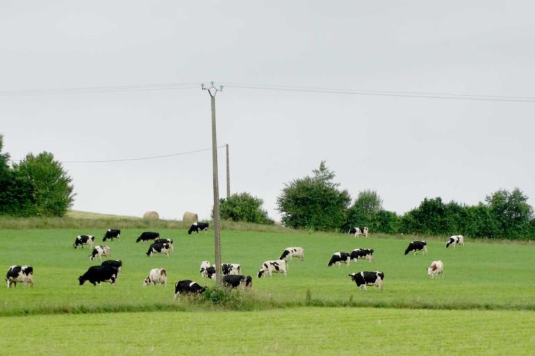 De hoeveelheid koolstof die wordt vastgelegd door graslanden waar runderen grazen, compenseert niet de emissies van de veehouderij