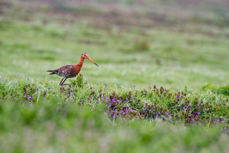 Zonder weidevogels is het geen voorjaar, is familie Oortwijn van mening