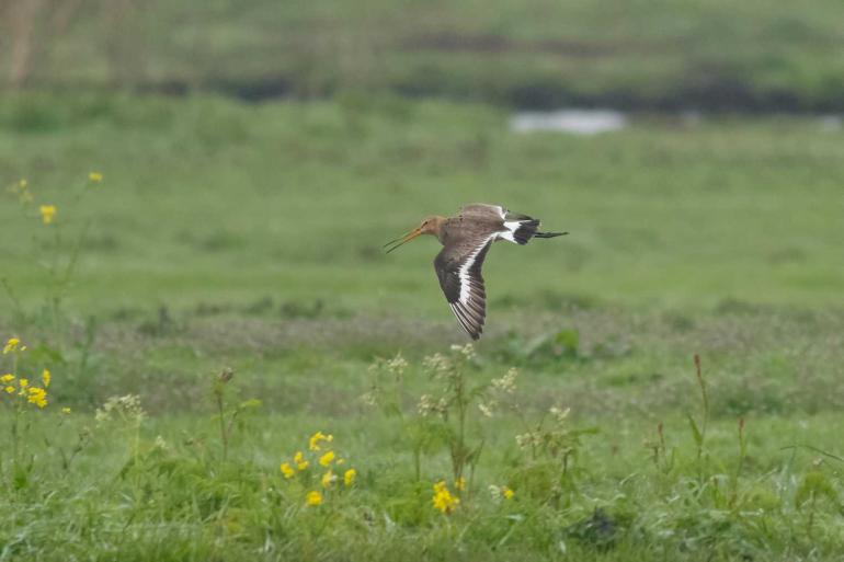 Veehouders die melk leveren aan De Fryske laten twintig procent van hun grasland met rust, zodat het aantrekkelijker wordt voor weidevogels