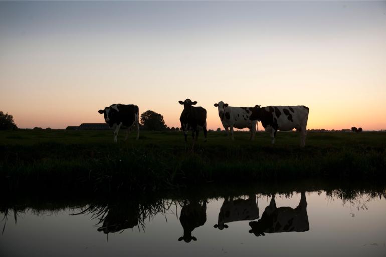 De minder snelle verteerbaarheid van gras maakt het gras geschikt om dag- en nacht te gaan weiden