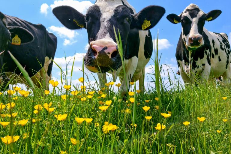 De voedingswaarde van planten verandert door een stikstofoverschot. Dit heeft gevolgen voor dieren die deze planten eten