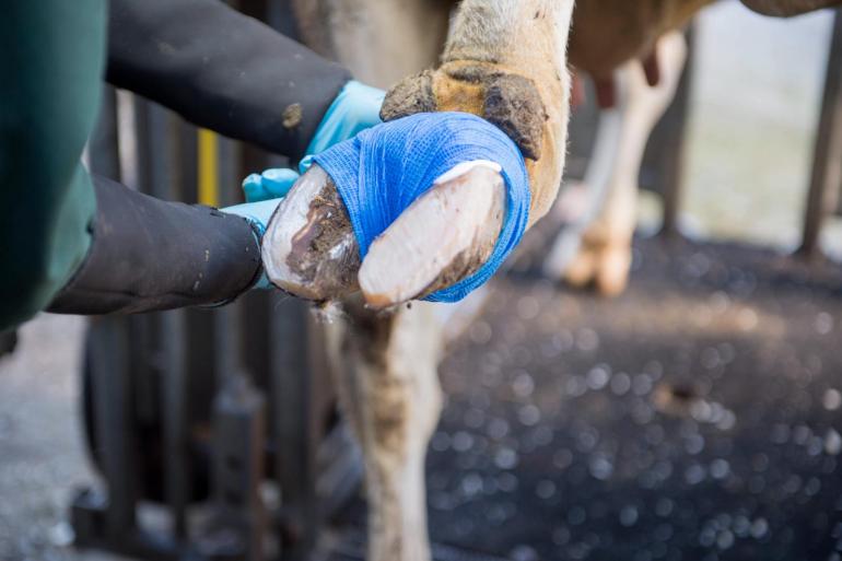 Een verband is essentieel bij de behandeling van mortellaro