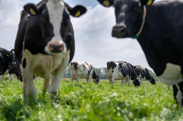 De hoogproductieve koeien van de familie Prins krijgen twee keer daags drie uur weidegang