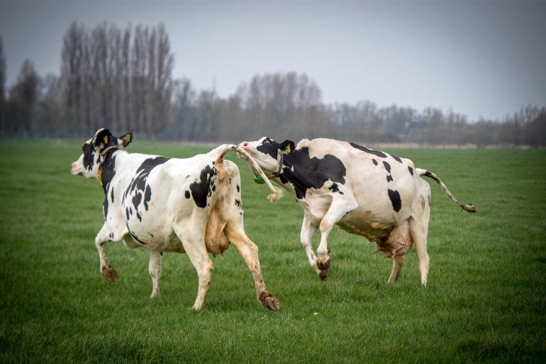 Volgens de Vakbond voor dieren hebben dieren recht op een veilige leef- en werkomgeving