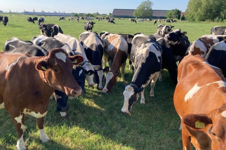 Het vergroten van het perceelsoppervlak kan bijdragen aan het vergroten van de grasopname