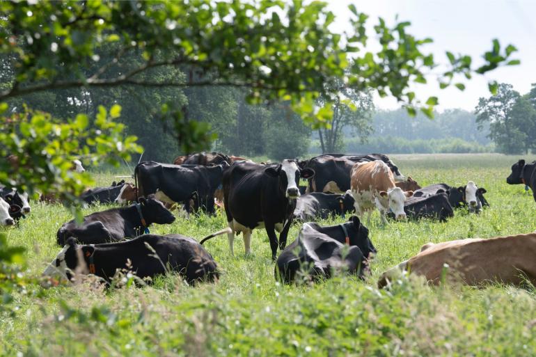 Het Stikstofloket is geopend, waarmee duidelijk wordt wat de aanpak landelijke piekbelasting inhoudt