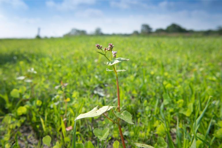 Nieuwe Europese natuurwetgeving kan volgens minister Van der Wal natuurbehoud nog juridisch ingewikkelder maken