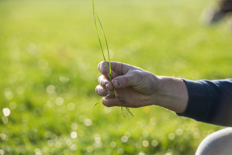 Praktijkervaringen van graslandboeren kunnen de nieuwe generatie veehouders motiveren