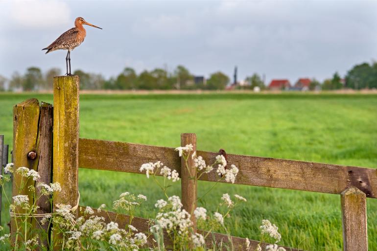 Het concept-landbouwakkoord bevat volgens voorzitter Chris Kalden goede bouwstenen voor het nieuwe kabinetsplan