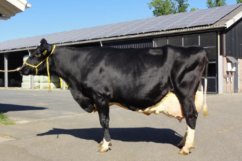 In de categorie Parel van Flevoland met meer dan 90.000 kg melk werd Riebeeck Geertje 395 als winnaar uitgeroepen