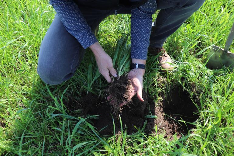 Bescherm je ruwvoeropbrengst: kies droogtetolerante grassen