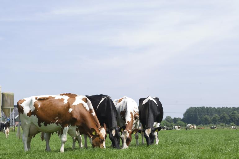 De hoogste voerwinst werd gerealiseerd op bedrijven met een gemiddelde intensiteit