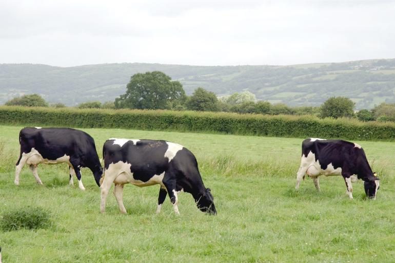 Afgelopen jaar trok bijna vijf procent van de Britse boeren definitief de staldeuren dicht