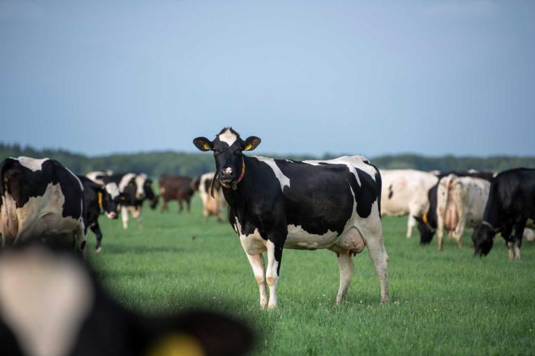 De extra suikers zorgen voor een prima kwaliteit gras om te weiden