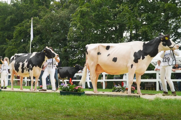 De kampioenen bij zwartbont midden: rechts Hotlinedochter Lena 622 en links Chiefdochter Bertha 211