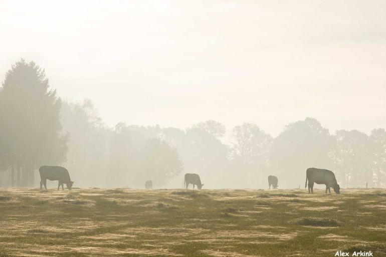 Oudere pinken zijn ideale herfstgras-opvreters