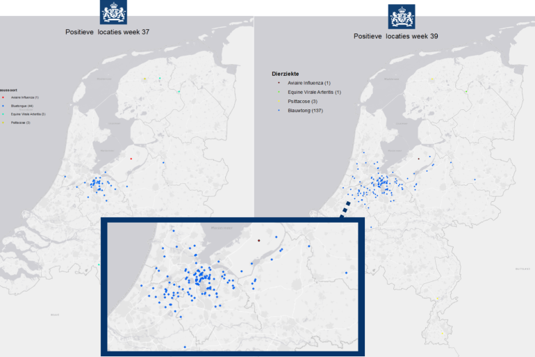 Elk blauw bolletje staat voor een met blauwtong besmet bedrijf, links week 37, rechts week 39. Bron: NVWA