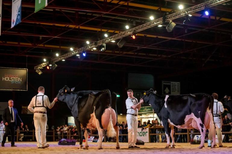 Het aantal opgegeven dieren voor de HHH-show is vergelijkbaar met vorig jaar (foto: Els Korsten)