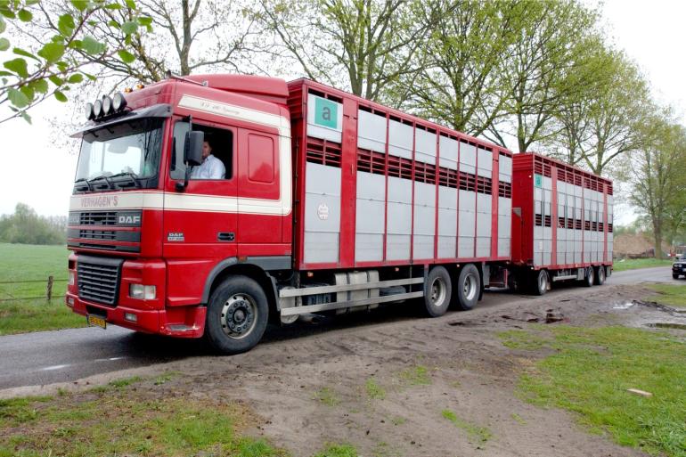 Het exportverbod voor herkauwers geldt ook voor dieren die levend worden geëxporteerd om in het buitenland te worden geslacht