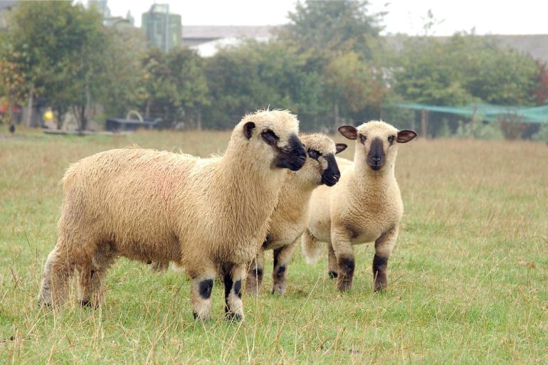 Op een schapenbedrijf in Kleve, over de grens bij Nijmegen, is de eerste Duitse blauwtongbesmetting geconstateerd