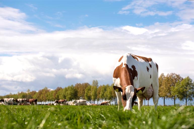 De grootste vermindering was te zien bij de methaanemissie uit pensfermentatie, die daalde met gemiddeld 19 gram CO2-equivalenten per kg meetmelk 