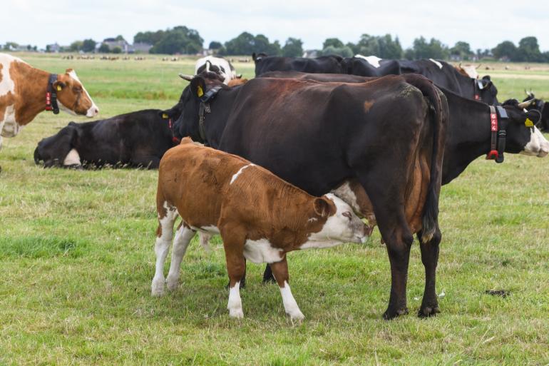 Leveranciers van het merk Kalverliefde laten de kalveren tot drie maanden bij de koe lopen